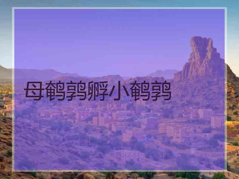 母鹌鹑孵小鹌鹑