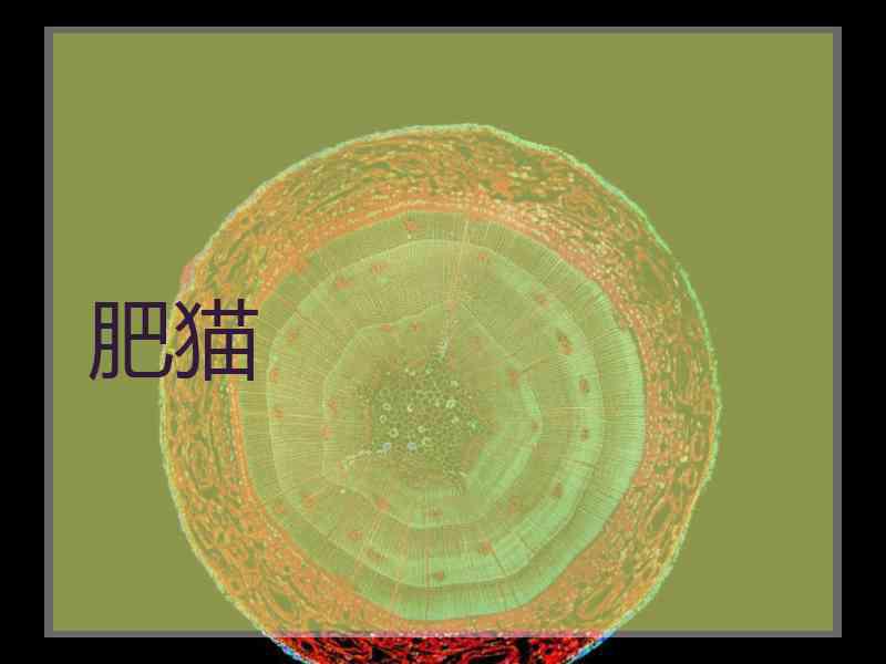 肥猫