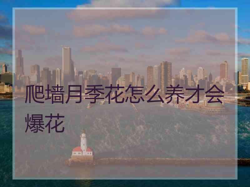 爬墙月季花怎么养才会爆花