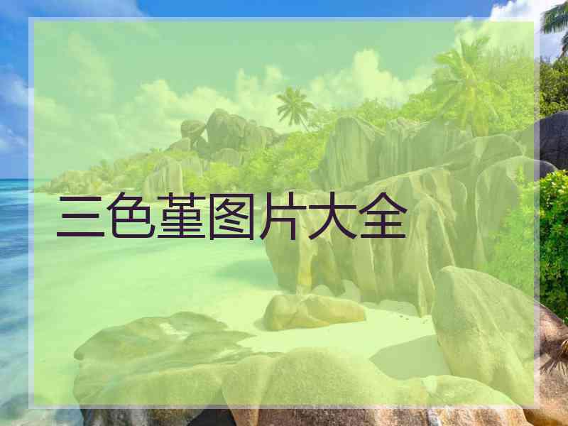 三色堇图片大全