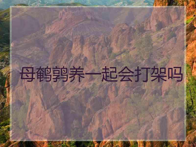 母鹌鹑养一起会打架吗