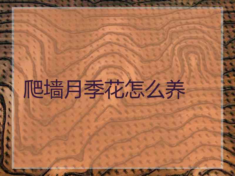 爬墙月季花怎么养