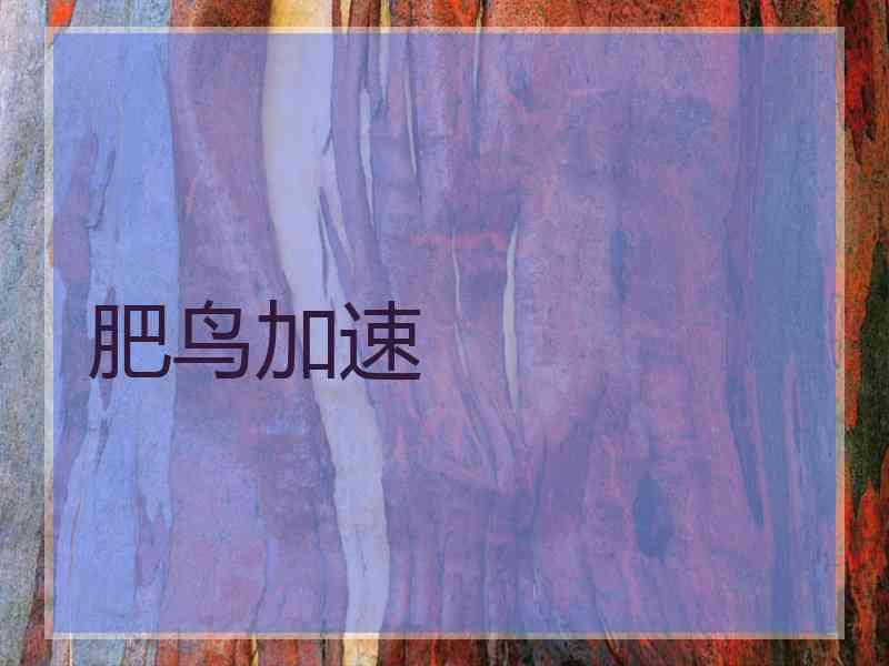 肥鸟加速