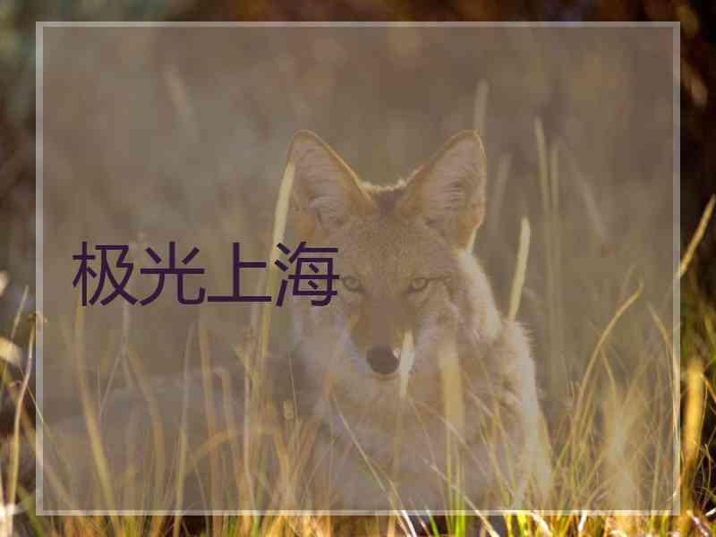 极光上海